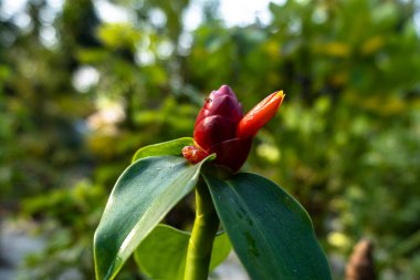 Bahçedeki kızıl saçlı kızıl çiçek. Costus Specosus