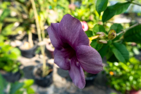 Malvaceae ailesinin Hibisceae kabilesinde bir çiçek bitkisi..
