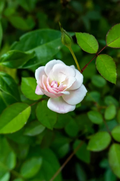 Beyaz gülün portre görüntüsü. Rosa alba