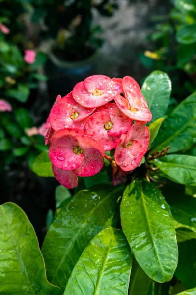 Güzel Pembe Euphorbia lophogona çiçeklerinin portre görüntüsü.