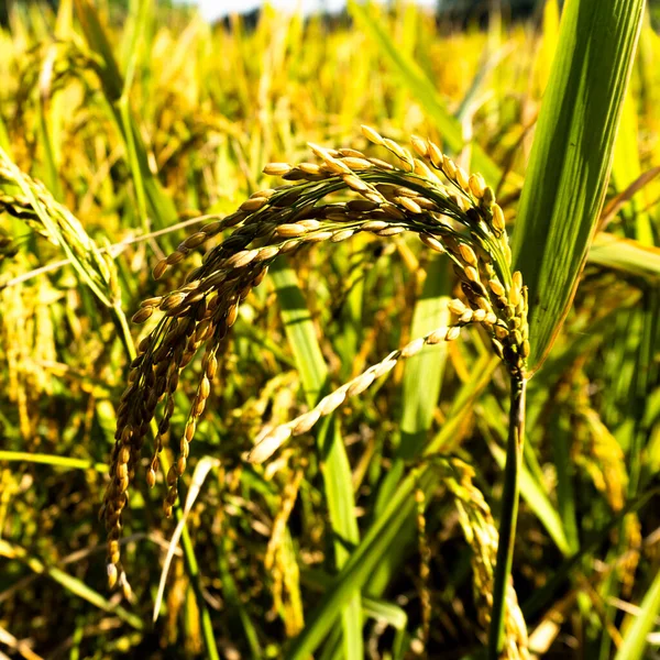 Tarlada portre manzaralı peddy rice