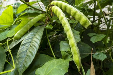 Phaseolus vulgaris. Beans growing in garden. Homegrown organic food, beans ripening in garden.