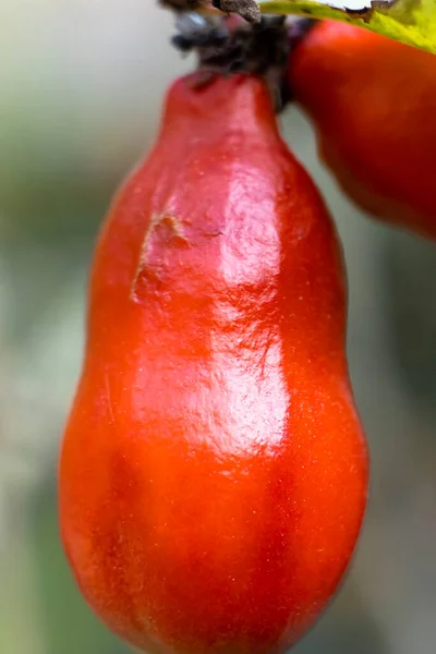 Portrait view of small and beautiful pomegranate flower on trees. Punica granatum