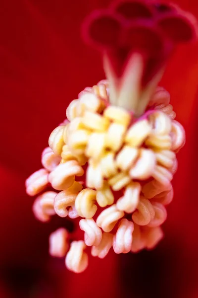 Hibiscus flower in garden. Blooming hibiscus flower. Close-Up Of Red Hibiscus Flower
