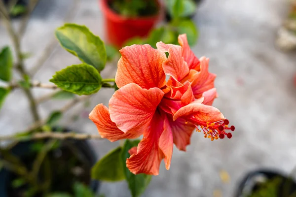 Hibiscus flower blooming in field in winter season
