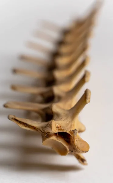 Servikal omurun portre görüntüsü kuş iskelet sisteminin bir parçasıdır. Kuş anatomisi. Kuş iskelet sistemi.