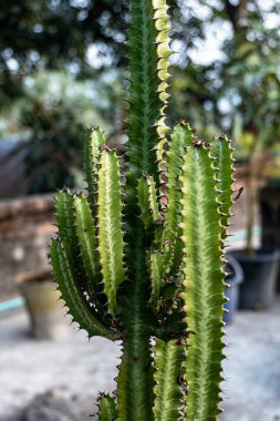 Güney Afrika 'dan Euphorbia aggregata kaktüsü. Euphorbia Ingens kaktüs ağaçlarının yakın plan görüntüsü. Euphorbia trigona, Afrika süt ağacı, katedral kaktüs, Habeşistan coşkusu ve yüksek papaz..