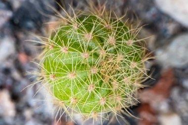 Echinopsis cinsinin kaktüsleri. Bulanık bir arka planda izole edilmiş bir kaktüs bitkisinin makro görüntüsü. Evin bahçesindeki kaktüs bitkisinin yakın görüntüsü..