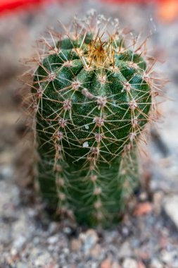 Ev bahçesinde kaktüs bitkileri. Kaktüs cinsi ve Ferocactus pilosus cinsi..