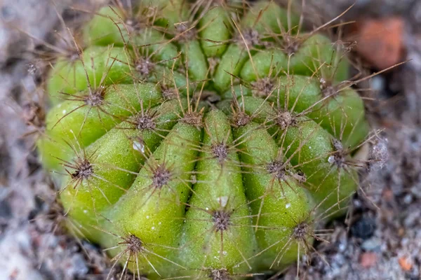Ferocactus Echidne Eller Kaktusväxt Det Släktet Kaktus Namn Och Spekeice — Stockfoto