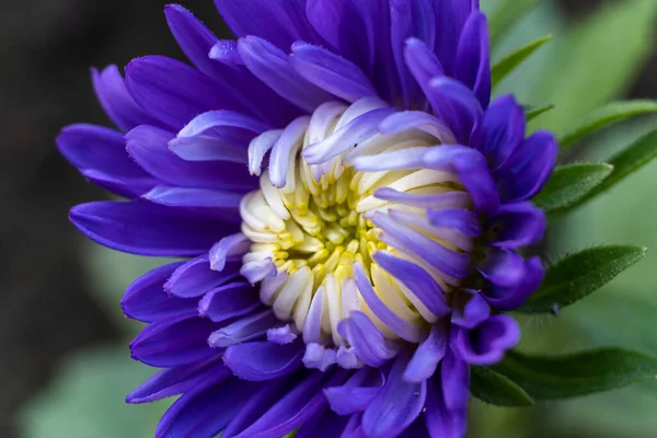 Beautiful chrysanthemum flowers close up. Purple chrysanthemum flower head. Beautiful chrysanthemum flowers outdoors.