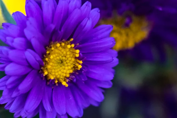 Close up a bouquet of purple chrysanthemum flowers in a pot in the garden. Macro Close up on purple Chrysanthemum Flower.