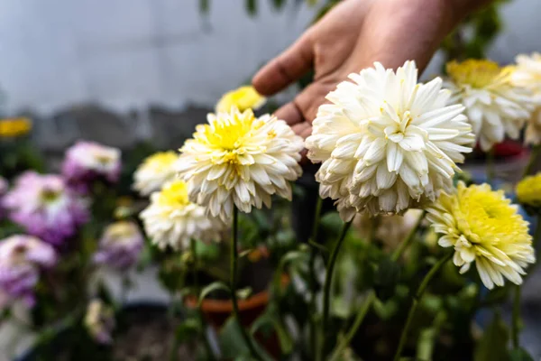Chrysanthemums in the garden. White color chrysanthemum flower.A bouquet of beautiful chrysanthemum flowers outdoors. Beautiful Chrysanthemum flower blooming.