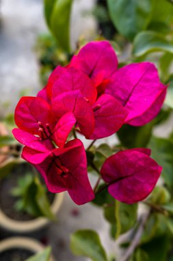 Renkli bougainvillea ağacının portre görüntüsü bulanık arka planda izole edilmiş. Odaklanamayan pembe Bougaivillea çiçeği ve ağaç yakın plan görüntüsü.