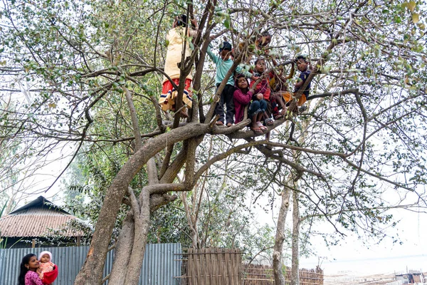 Gaibandha Babgladesz Stycznia 2022 Niektórzy Chłopcy Wspinają Się Śliwce Zbierania — Zdjęcie stockowe