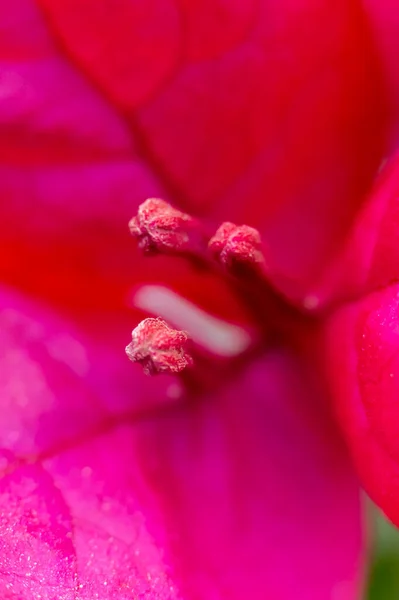 ピンク色の背景の上にブーゲンビリアの花 紙の花の閉鎖と肖像画のビュー 花弁が非常に薄く 紙のように見えるので 別名の紙の花を持つブーゲンビリアの花 — ストック写真