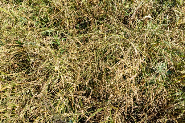 Растение Panicum Miliaceum Широко Известное Proso Millet Common Millet Просо — стоковое фото