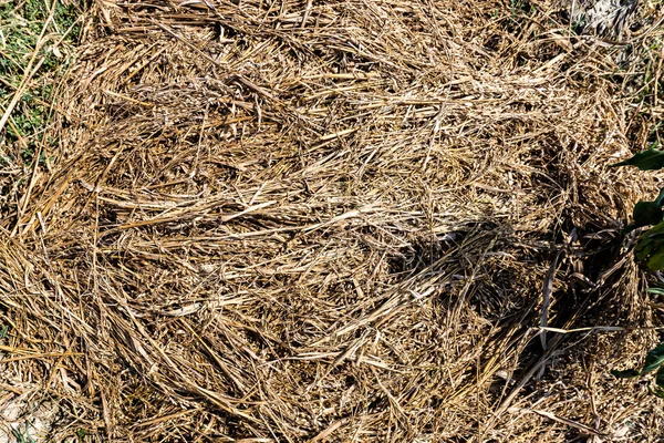 Hirse Auf Dem Feld Reife Ernte Andere Arten Sind Ginsterhirse — Stockfoto