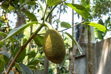 Bilimsel adı Artocarpus heterophyllus. Meyve yetiştirmeye yakın.