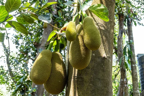 Toto Ovoce Vědecké Jméno Artocarpus Heterophyllus Jackfruit Pořád Stromě Jackfruit — Stock fotografie