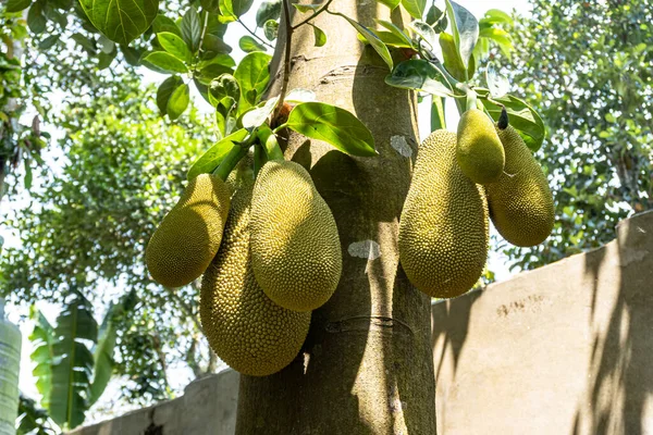 Artocarpus Heterophyllus Blízko Rostoucích Jackfruitů Vhodný Pro Tropické Nížiny Jackfruit — Stock fotografie