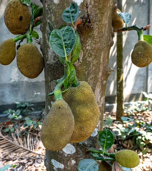 Mnoho Jackfruits Roste Jacku Stromu Artocarpus Heterophyllus Zblízka Rostoucí Jackfruits — Stock fotografie