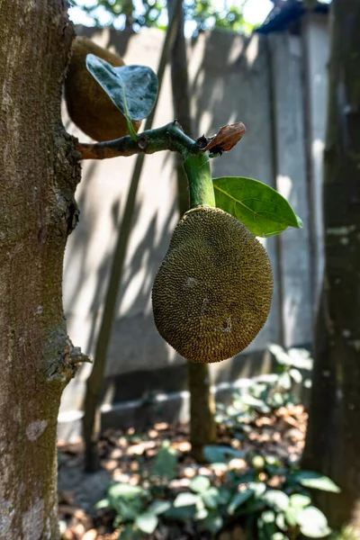 Jackfruit Strom Věšením Mladých Jackfruits Toto Ovoce Vědecké Jméno Artocarpus — Stock fotografie