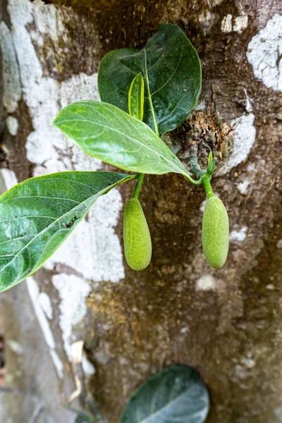 Dvě Malé Jackfruit Jejich List Závěsné Pozadí Toto Ovoce Vědecké — Stock fotografie