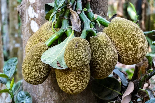 Skupina Zelených Jackfruit Visí Brunch Tree Zahradě Toto Ovoce Vědecké — Stock fotografie