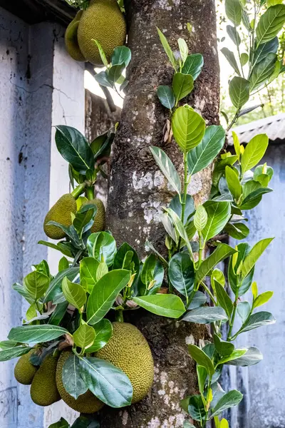 Jackfruchtbaum Mit Vielen Jackfrüchten Die Hängen Jackfrucht Baum Natur Und — Stockfoto