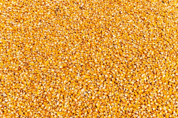 Vědecké Jméno Zea Mays Kukuřičná Textura Žluté Kukuřice Jako Pozadí — Stock fotografie