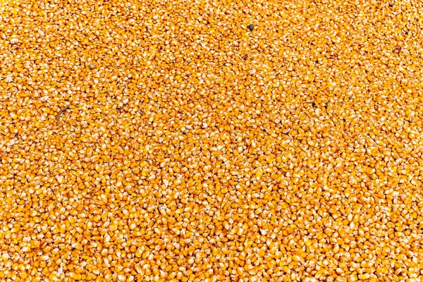 Nahaufnahmen Von Gelbem Maissaatgut Können Als Hintergrund Dienen Wissenschaftlicher Name — Stockfoto
