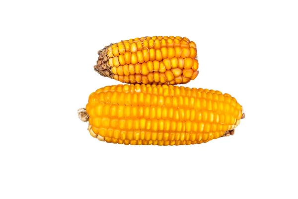 Dvě Ucho Kukuřice Izolované Bílém Pozadí Kopírovacím Prostorem Vědecké Jméno — Stock fotografie