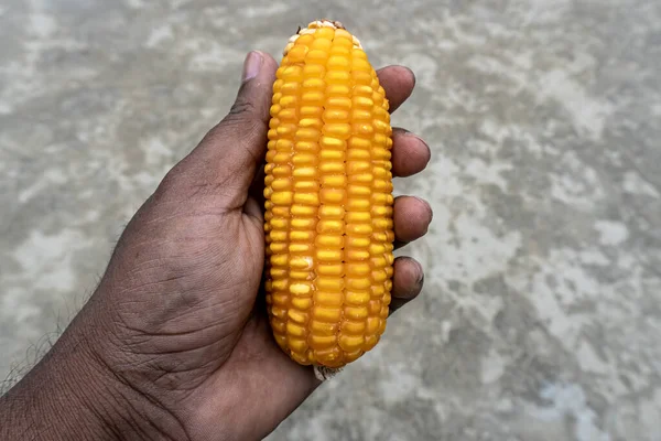 一只耳朵隔离在手上的玉米 学名叫齐亚 — 图库照片