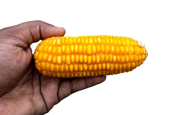 单穗玉米在白色背景上被分离出来作为包装设计元素 黄色的玉米在手 学名叫齐亚 — 图库照片