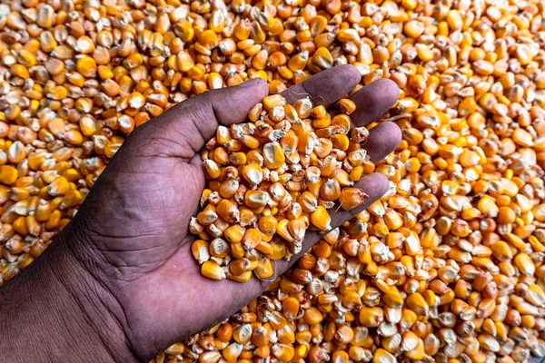 Žlutá Dobrá Kvalita Nebo Zdravá Kukuřice Ukazuje Ruce Kukuřičnou Texturou — Stock fotografie