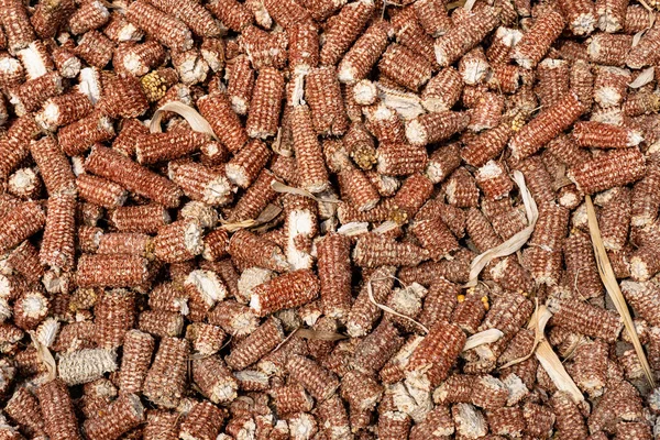 Универсальные Драгоценные Камни Народов Исследование Чудес Кукурузных Початков — стоковое фото
