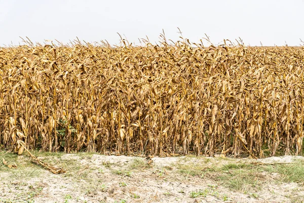 Husbandry konsepti. Kuru mısır ya da mısır tarlası hasat için hazır. Bilimsel adı Zea Mays. Sonbahar zamanı