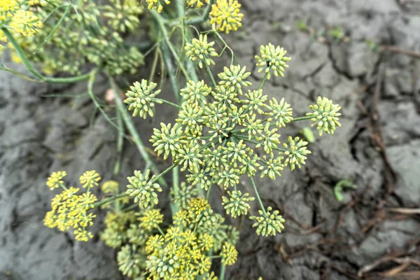 黄色のディル Anthum Graveolens 植物の花 ファミリー アピア科 新鮮なハーブの栽培 庭の緑の植物 健康的な食品の概念を生産するための生態農業 — ストック写真