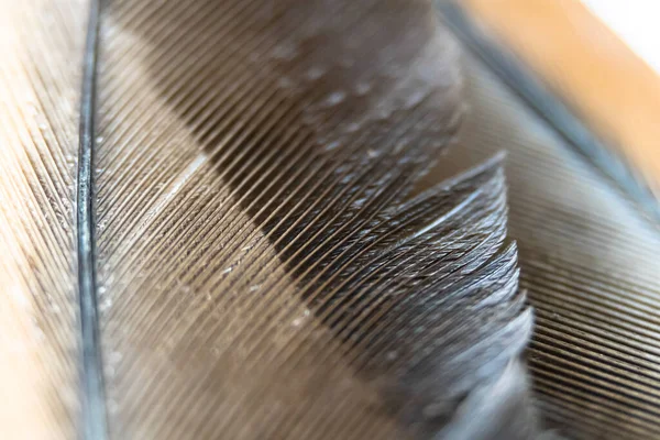 stock image Close-up of the hue of a feather from a bird.