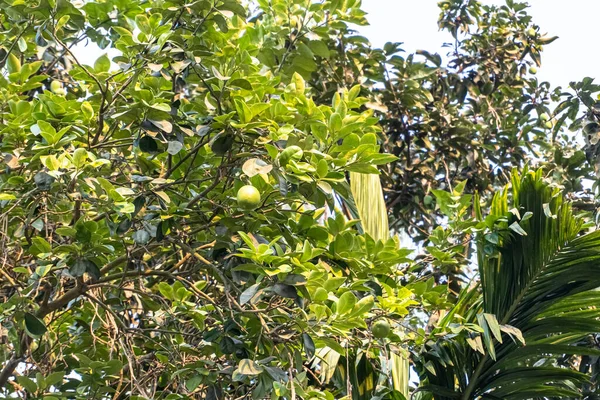 Citrusové Maxima Visí Stromě Zahradě Gaibandho Bangladéš — Stock fotografie