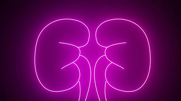Glowing purple neon line Human kidneys icon isolated on black background. Neon human kidneys icon in line style. Urinary system part symbol. 4K Video motion graphic animation.