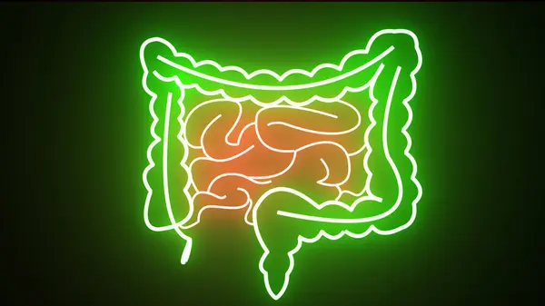 Green neon anatomy of the human digestive system. Anatomy of the human digestive system, concept of the intestine. Neon Human Intestine motion