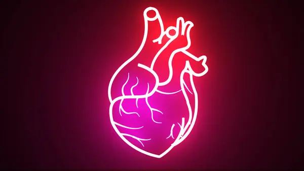 Glowing red and purple neon human heart animation. Human blood circulatory system heartbeat anatomy animation concept. Animation of a beating glowing human heart.