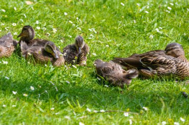 Yavru kaz baharda yeşil çayırda