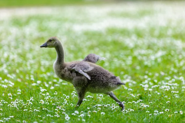 stock image baby goose on the green meadow in spring