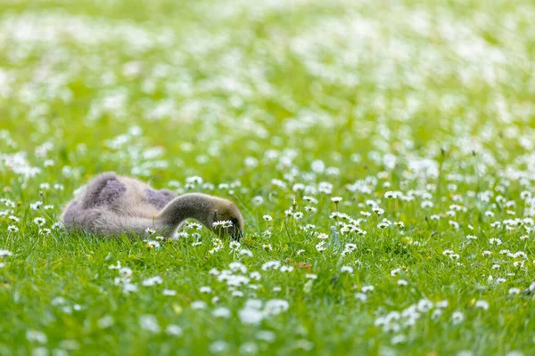Gänsebaby Frühling Auf Der Grünen Wiese — Stockfoto