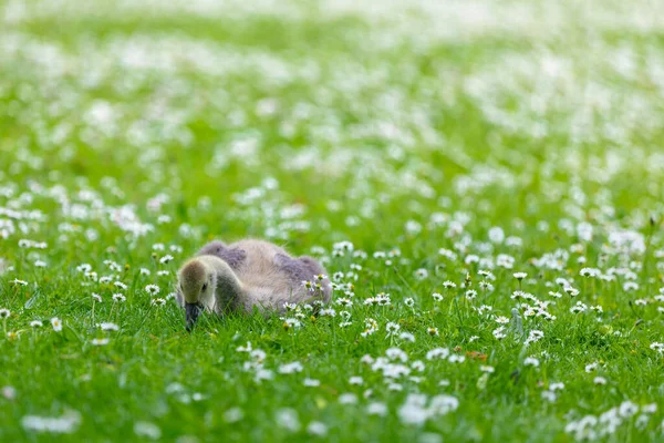 Gänsebaby Frühling Auf Der Grünen Wiese — Stockfoto