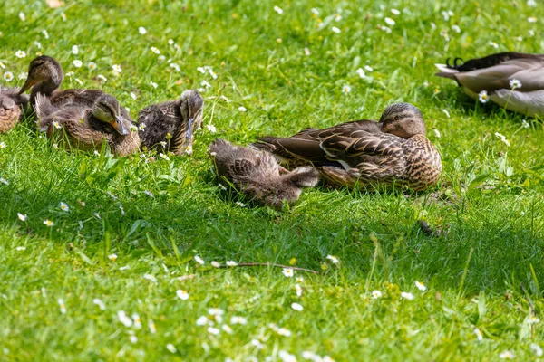 Gänsebaby Frühling Auf Der Grünen Wiese — Stockfoto