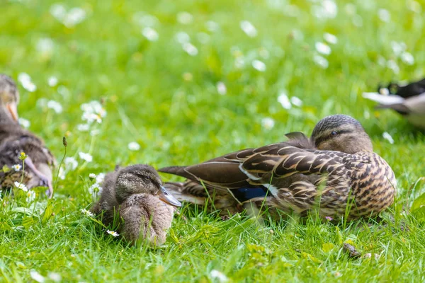 Baby Goose Green Meadow Spring — Stock Photo, Image